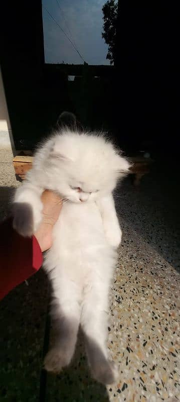 Persian triple coated white kitten 2