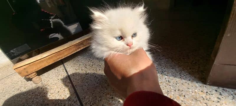 Persian triple coated white kitten 3