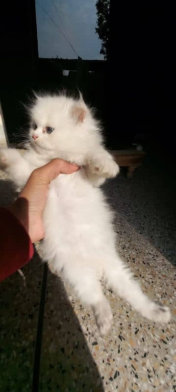 Persian triple coated white kitten 4