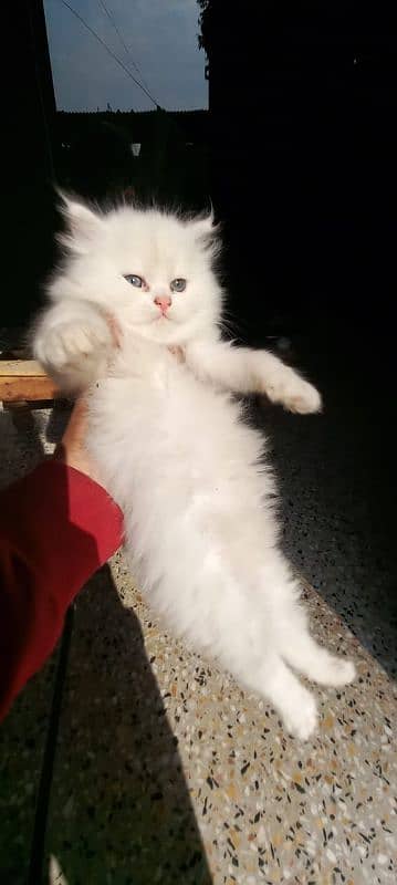 Persian triple coated white kitten 5