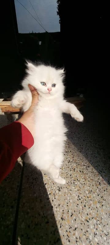 Persian triple coated white kitten 6