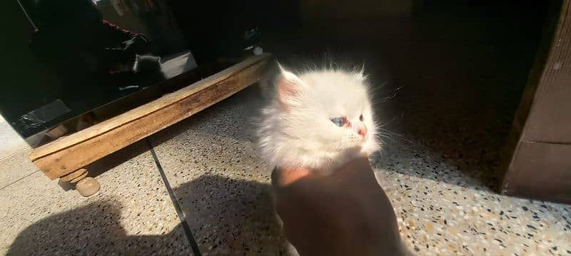 Persian triple coated white kitten 7