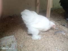 Bantam for sale 4 month and golden heavy buff for sale