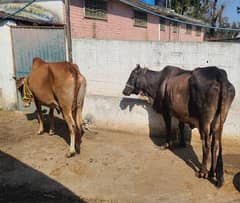 Sahiwal and Cholistani Cow