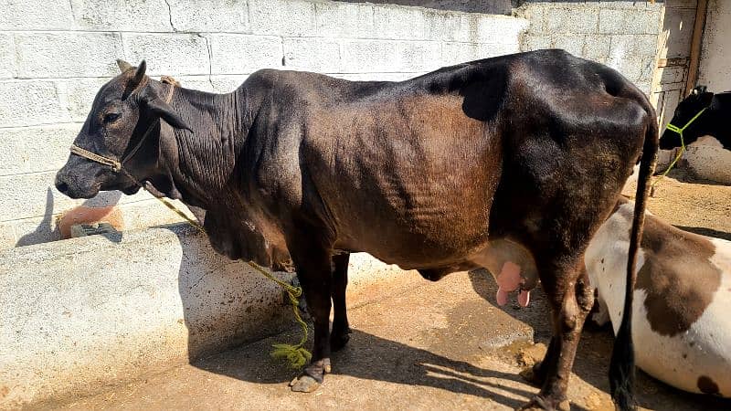 Sahiwal and Cholistani Cow 1