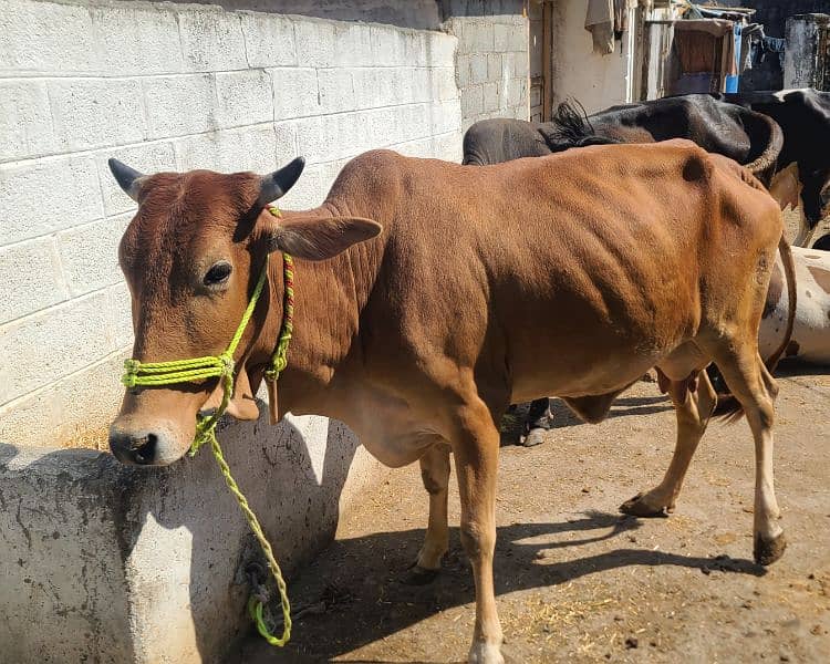 Sahiwal and Cholistani Cow 2