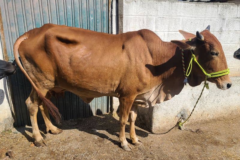 Sahiwal and Cholistani Cow 3