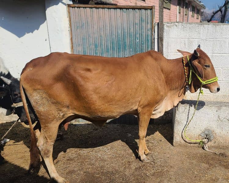 Sahiwal and Cholistani Cow 4