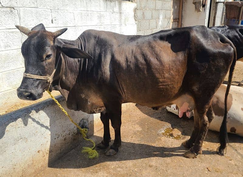 Sahiwal and Cholistani Cow 5