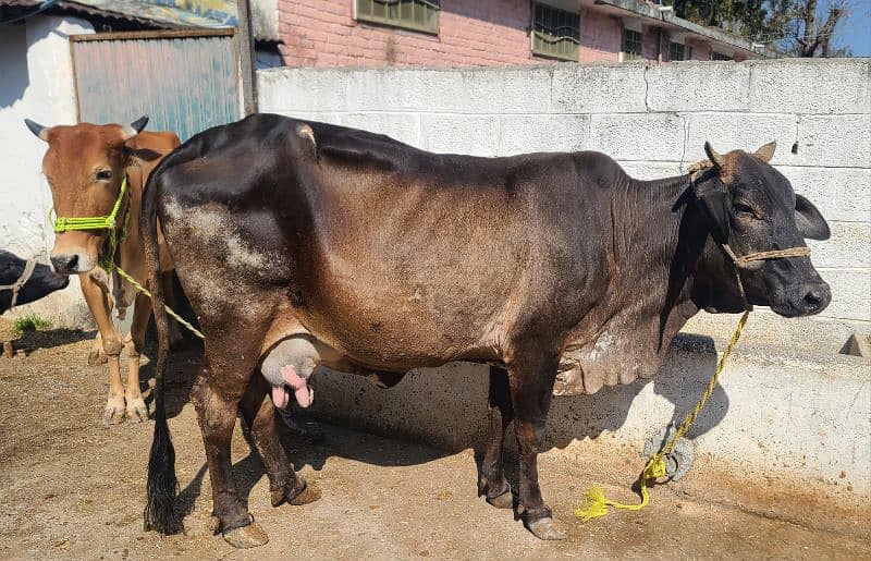 Sahiwal and Cholistani Cow 6