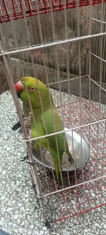 parrot sale 2