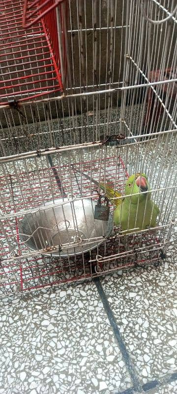 parrot sale 3