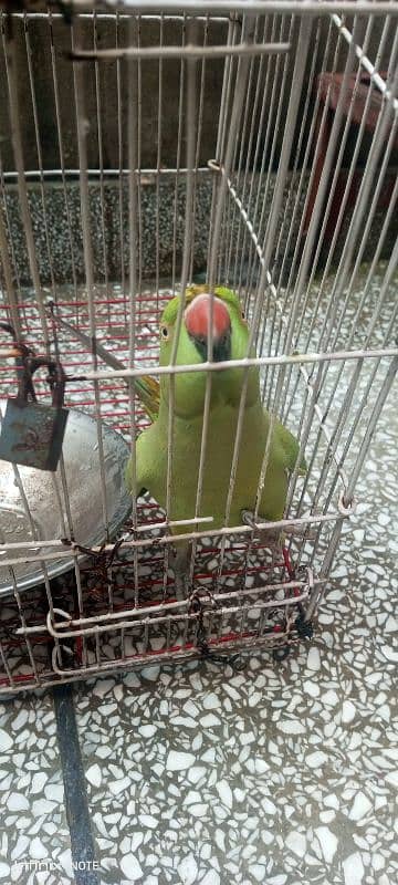 parrot sale 4