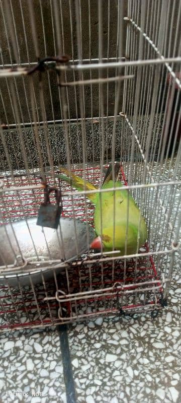 parrot sale 5