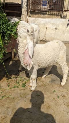 Kajla Male and Female Sheep