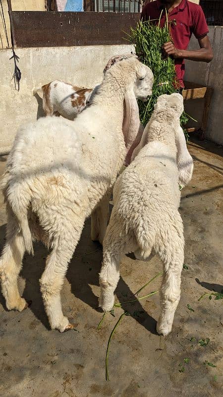 Kajla Male and Female Sheep 2