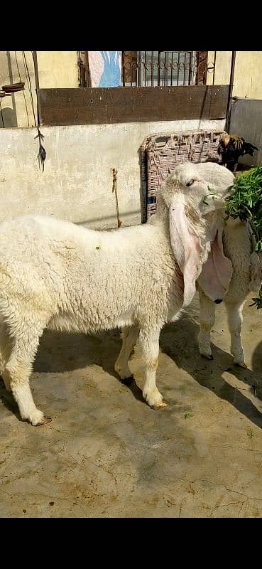 Kajla Male and Female Sheep 3