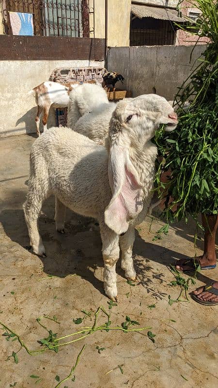 Kajla Male and Female Sheep 4