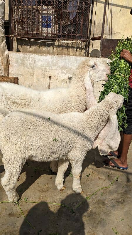 Kajla Male and Female Sheep 6