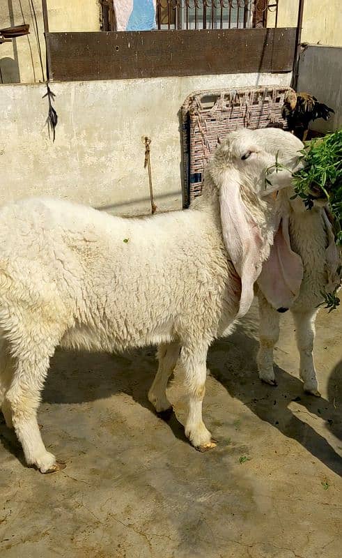 Kajla Male and Female Sheep 7