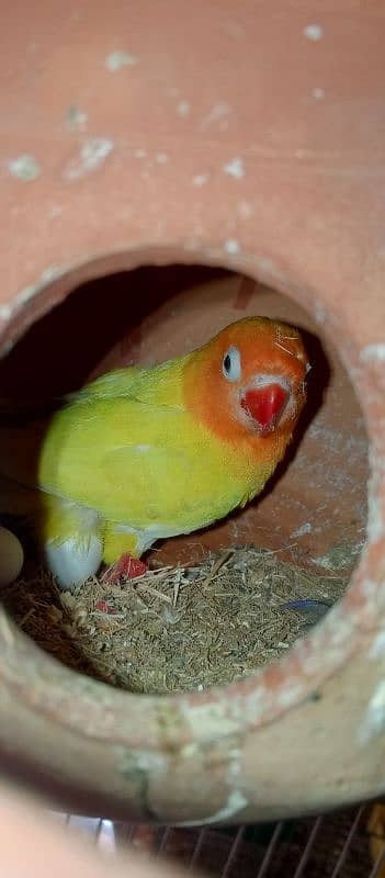 Albino black eyes lutino personata  blue cabar breeder pair 1