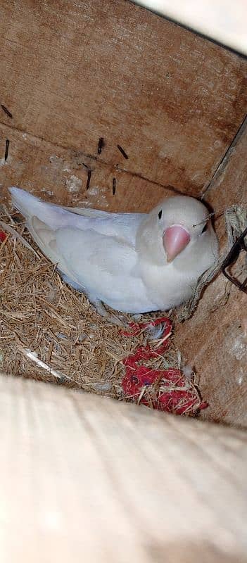 Albino black eyes lutino personata  blue cabar breeder pair 5