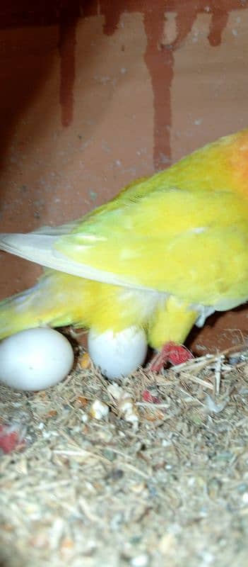 Albino black eyes lutino personata  blue cabar breeder pair 6