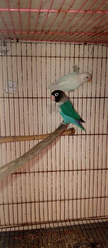 Albino black eyes lutino personata  blue cabar breeder pair 11