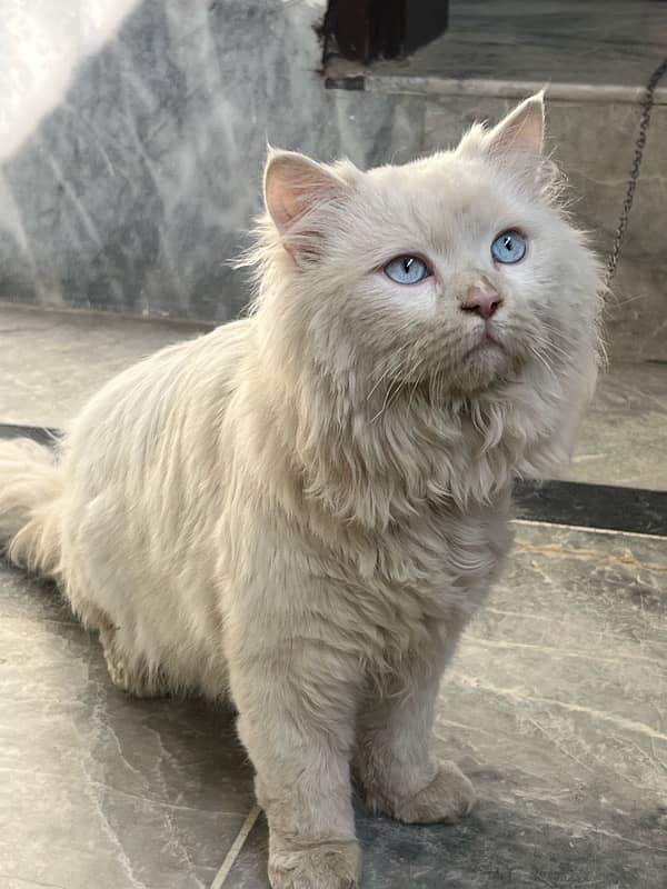 age 14month male white color 1