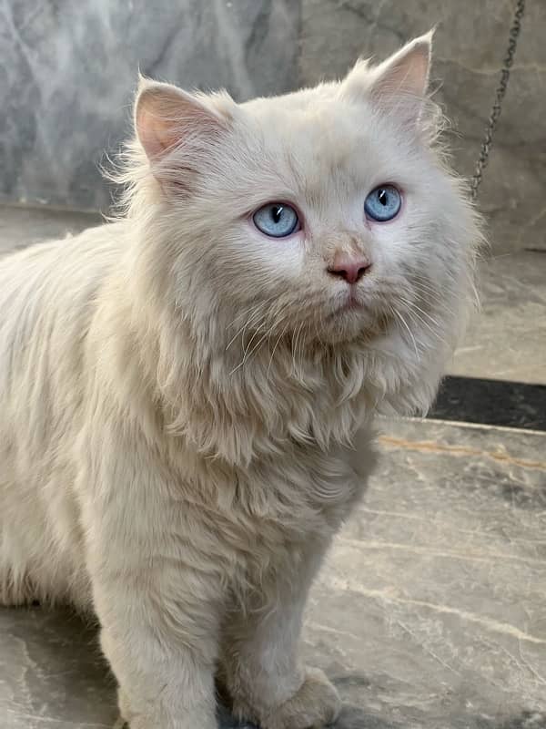 age 14month male white color 2