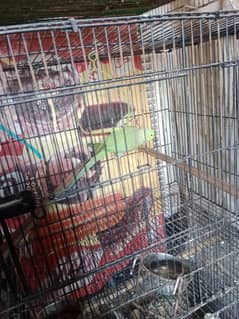 I want to sell parrots with cage