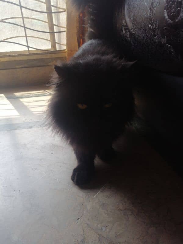 persian cat black lover 2