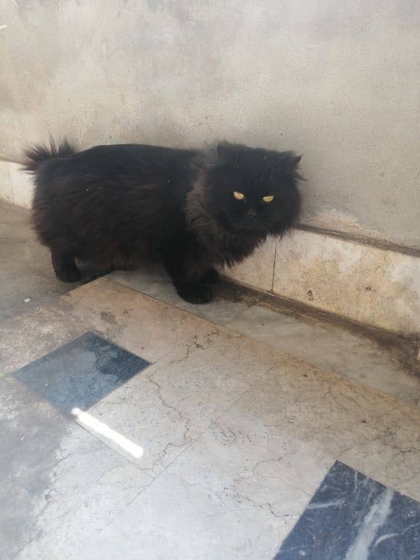 persian cat black lover 3