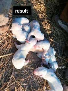 pure gultair puppies for sale in reasonable prise