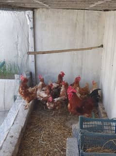 Hens for sale