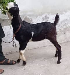 Desi Bakra