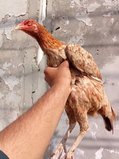 Sindhi aseel murgi WhatsApp 03056576880 eggs de rhi hai