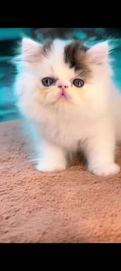 Persian cat for sale male female s for my WhatsApp 0330=17=50=845