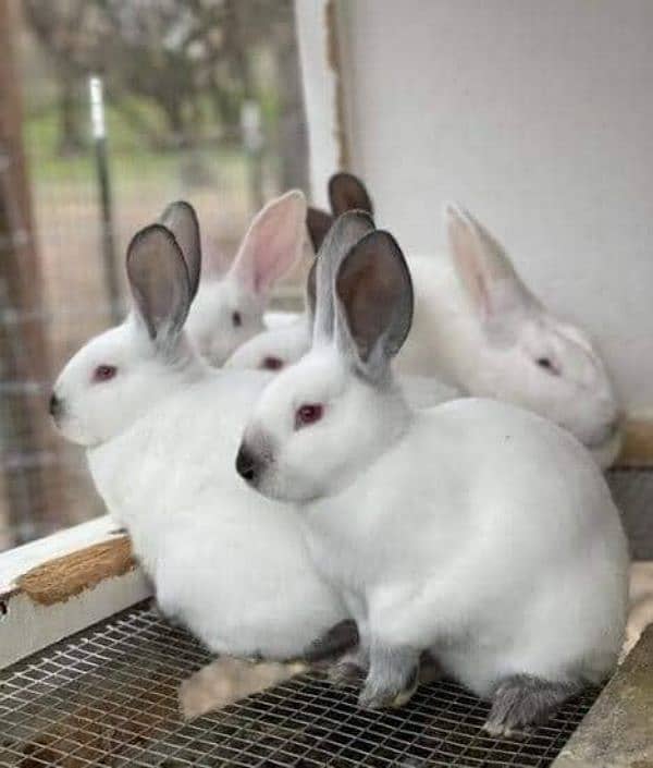 imported newzealand white bunnies & adult pairs 2