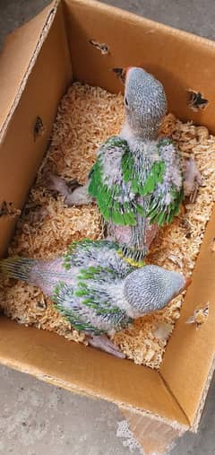 Kashmiri parrot Chicks For sale