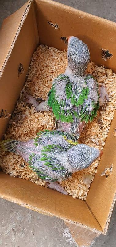 Kashmiri parrot Chicks For sale 0