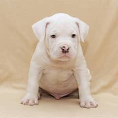 American pitbull puppies available