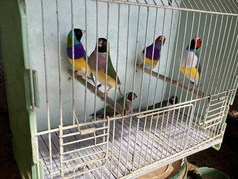 Gouldian Finch Breader pairs 9