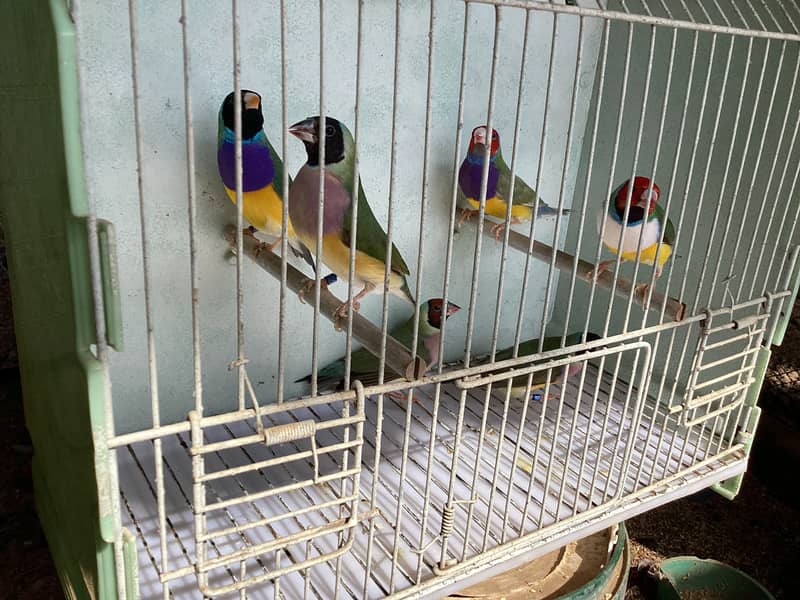 Gouldian Finch Breader pairs 10