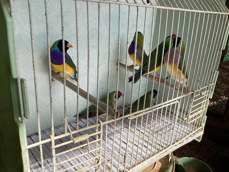 Gouldian Finch Breader pairs 11