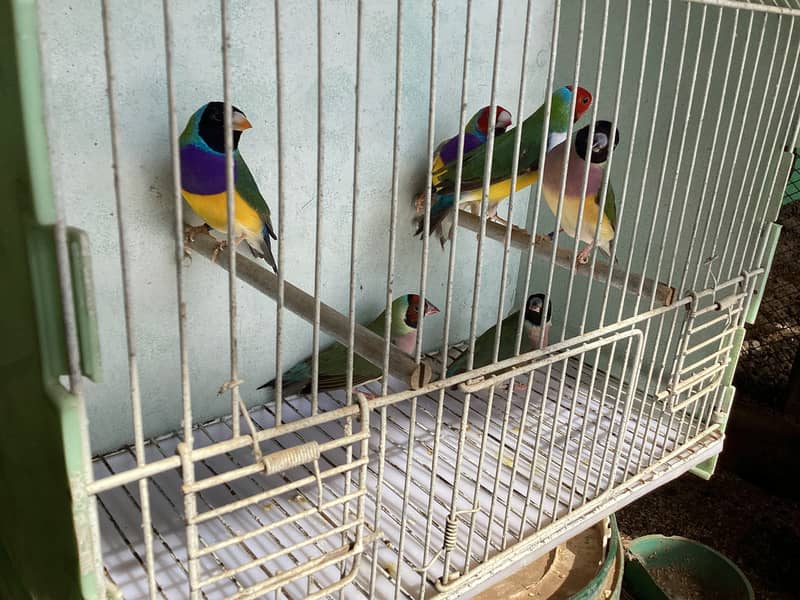 Gouldian Finch Breader pairs 12