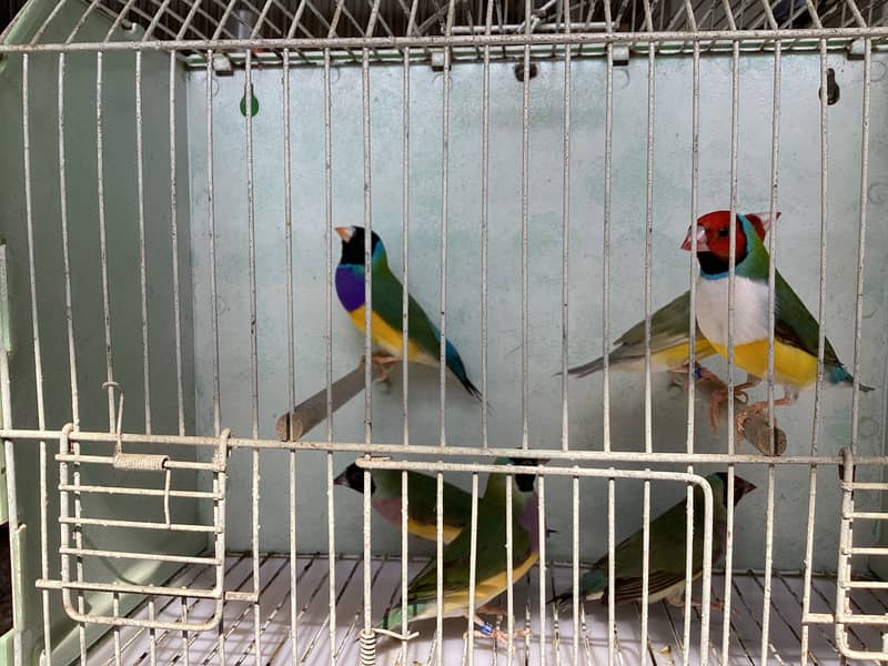 Gouldian Finch Breader pairs 13