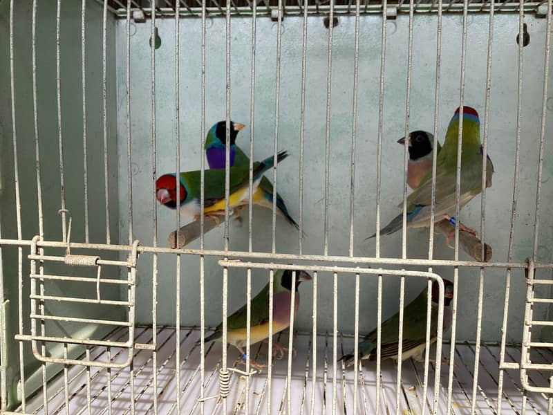 Gouldian Finch Breader pairs 14