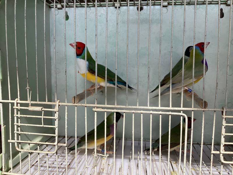 Gouldian Finch Breader pairs 15