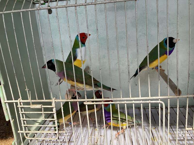 Gouldian Finch Breader pairs 16